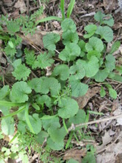 Garlic Mustard