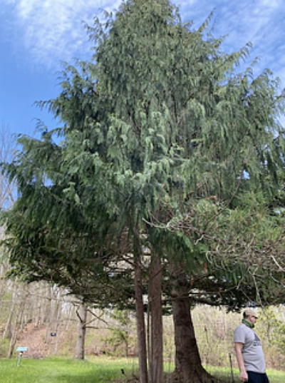 Sam in front of the Weeping Alaska Cedar.