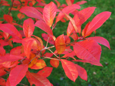 Nyssa sylvatica, ‘Wildfire’