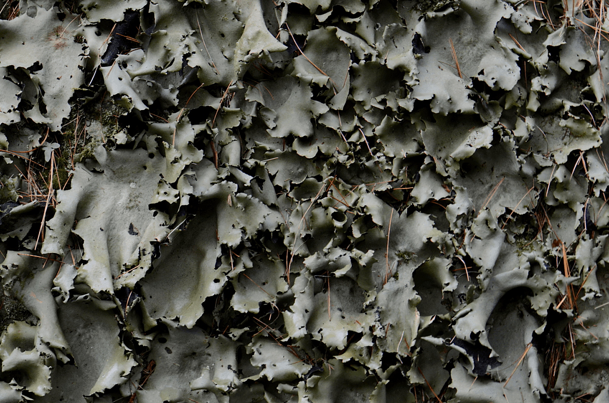 Lichen Holdfast