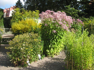 Linnaeus’s garden