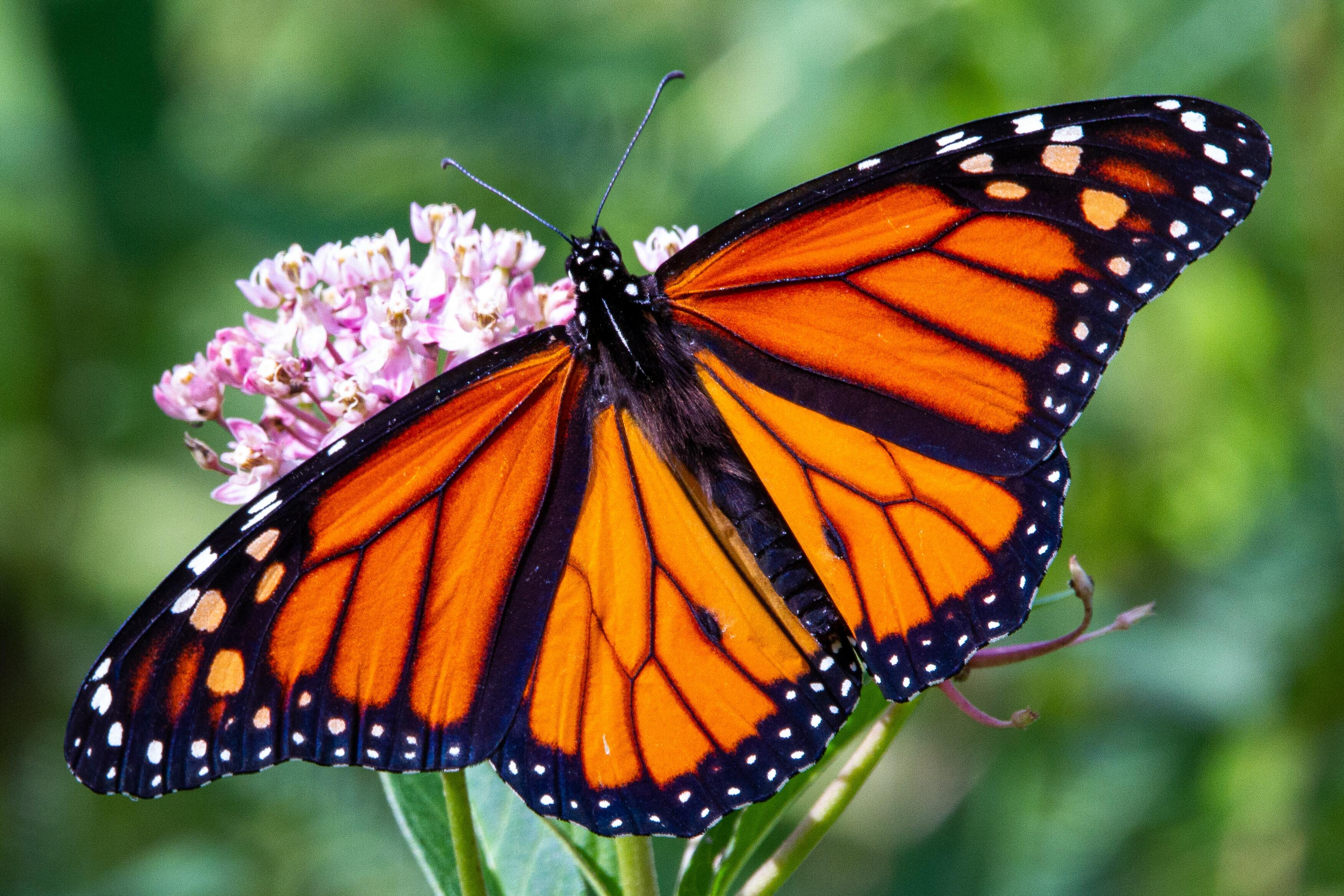 Monarch on Butterfly Weed