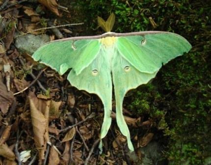 Luna moth