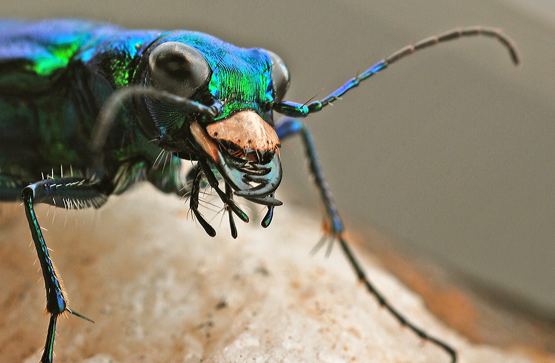 Tiger beetle