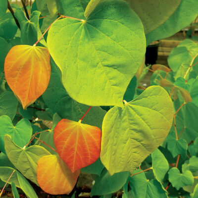 Cercis canadensis,